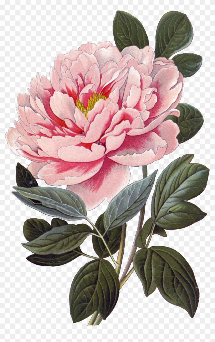 Пион Botanical